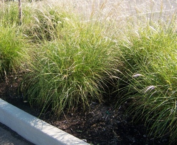 Picture of Miscanthus sinensis 'Zebrinus' Little Zebra Maiden Grass