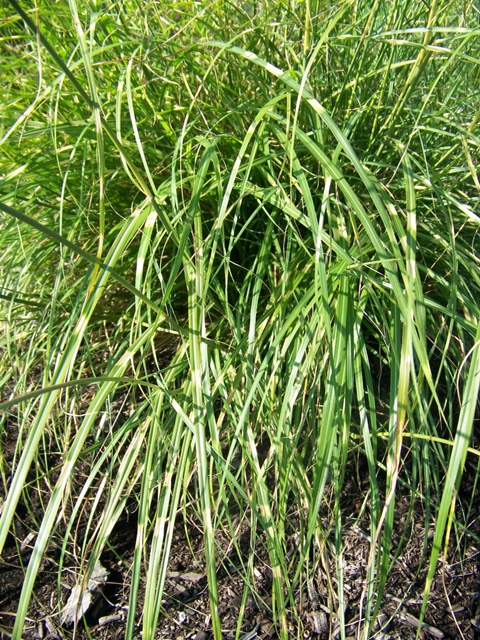Picture of Miscanthus sinensis 'Zebrinus' Little Zebra Maiden Grass