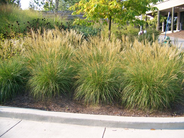 Picture of Miscanthus sinensis 'Adagio' Adagio Maiden Grass