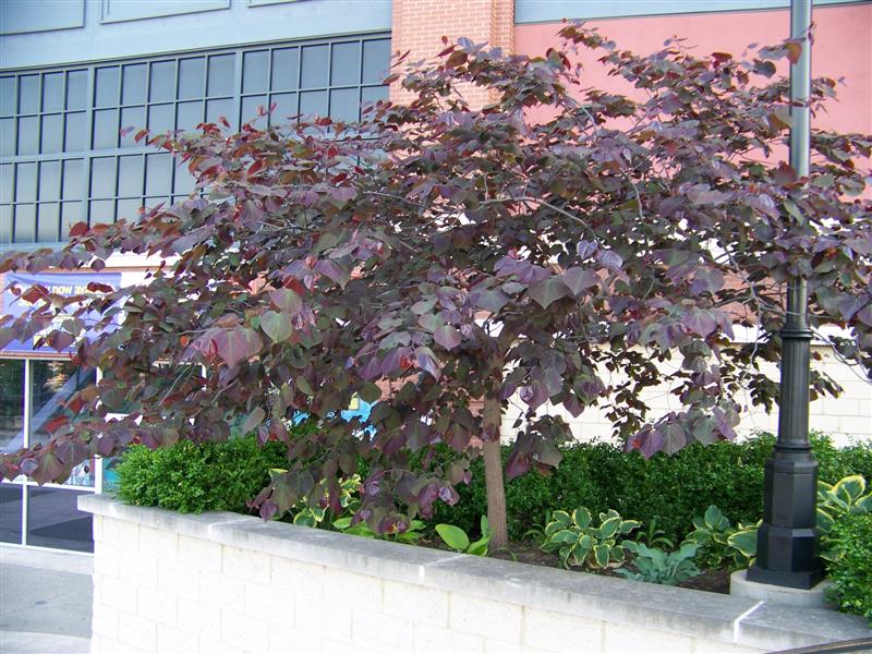 Picture of Cercis%20canadensis%20'Forest%20Pansy'%20Forest%20Pansy%20Redbud