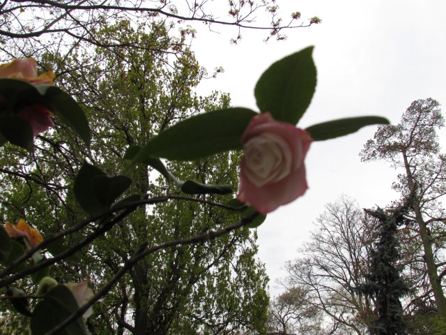 Camellia japonica ParisCameliaJaponicaDesir1.JPG