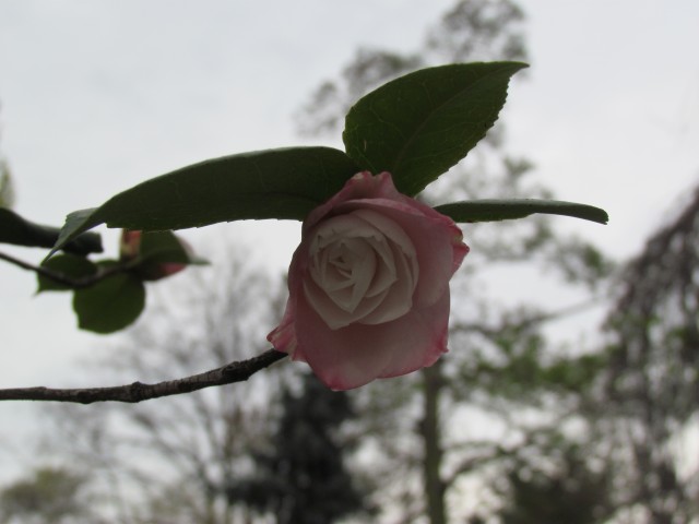 Camellia japonica ParisCameliaJaponicaDesir2.JPG