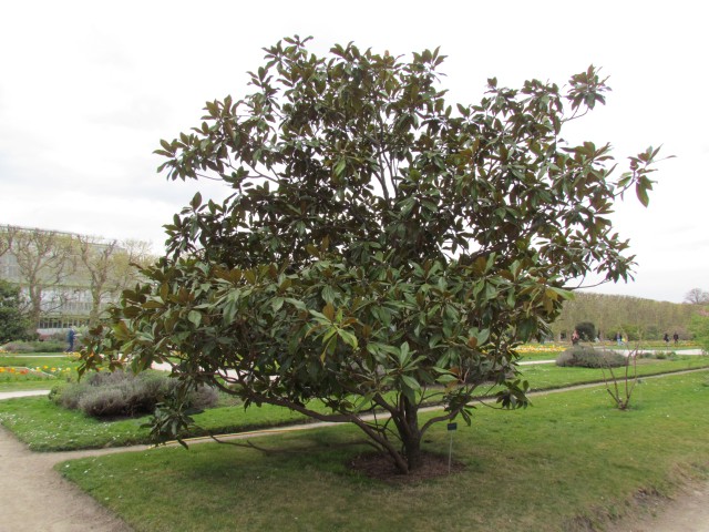 Magnolia grandiflora ParisMagnoliagrandiflora1.JPG