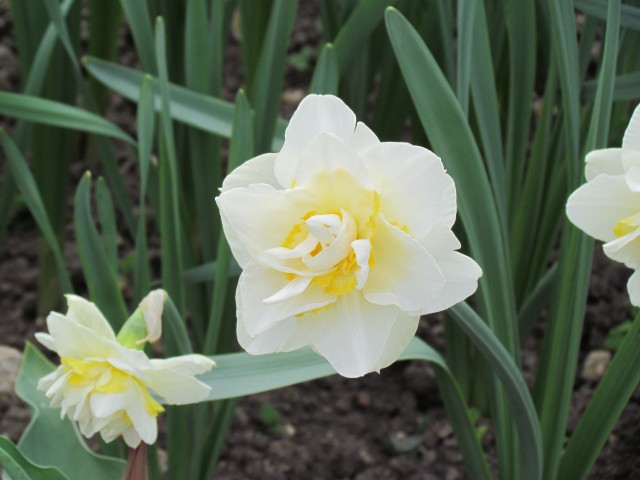 Narcissus spp ParisNarcissusWhlteLionFlower.JPG