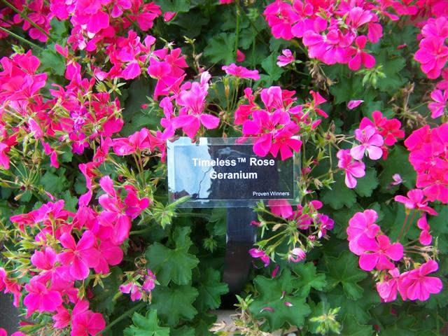 Picture of Pelargonium  Timeless Rose Timeless Rose Geranium