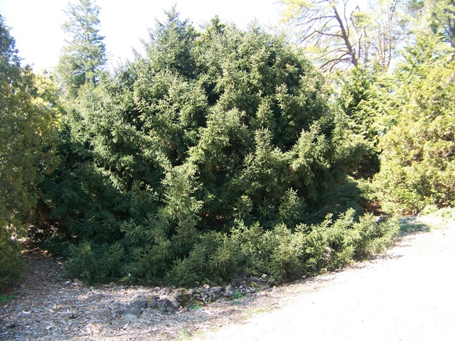 Picea orientalis PiceaorientalisGowdy.JPG