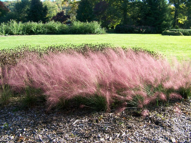 Picture of Muhlenbergia capillaris  Pink Muhly Grass