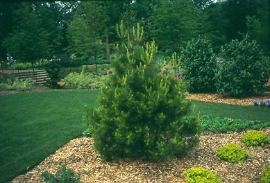 Picture of Pinus%20bungeana%20%20Lacebark%20Pine