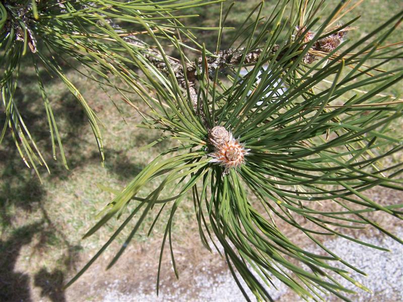 Picture of Pinus%20nigra%20%20Austrian%20Pine