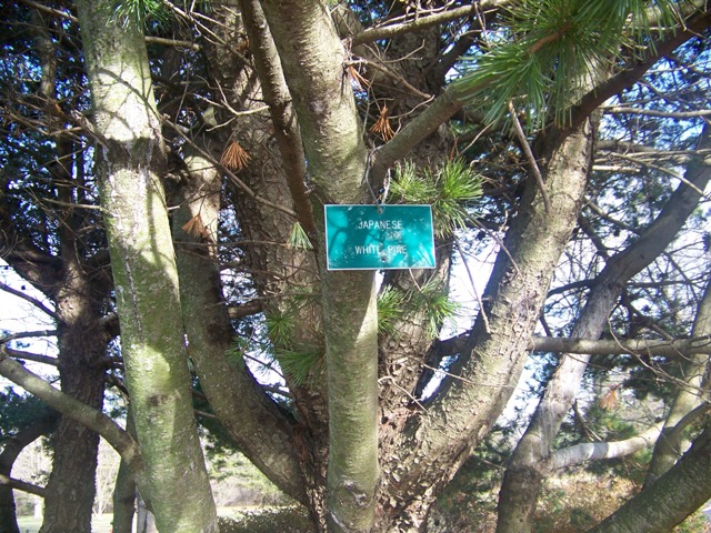 Pinus parviflora Pinusparvifloratrunk.JPG