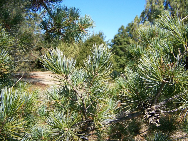 Pinus pumila Pinuspumilafoliage.JPG