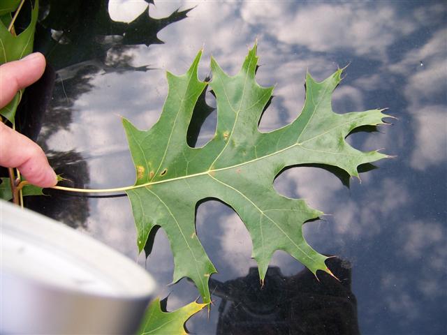 Picture of Quercus coccinea  Scarlet Oak