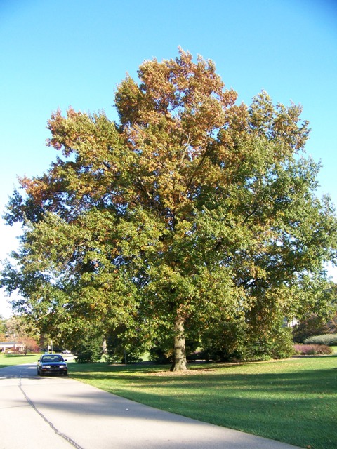 Picture of Quercus imbricaria  Shingle Oak