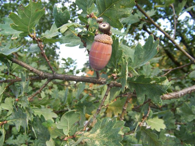 Picture of Quercus robur  English Oak