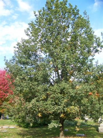 Quercus robur Quercus_robur_SG(3)(Small).jpg