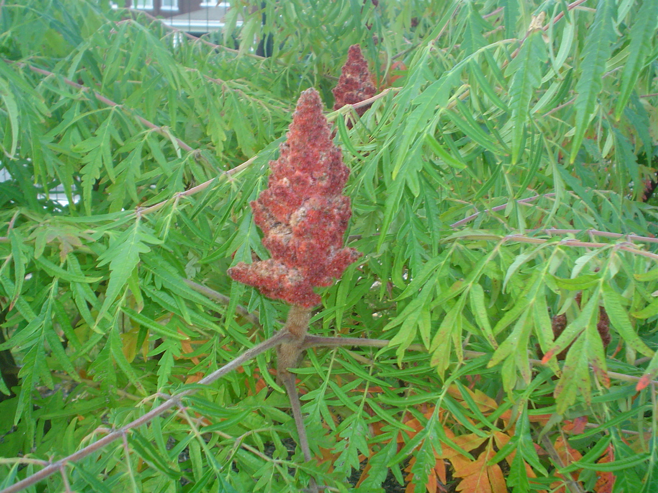 Picture of Rhus%20typhina%20'Laciniata'%20Lace-leaf%20Staghorn%20Sumac