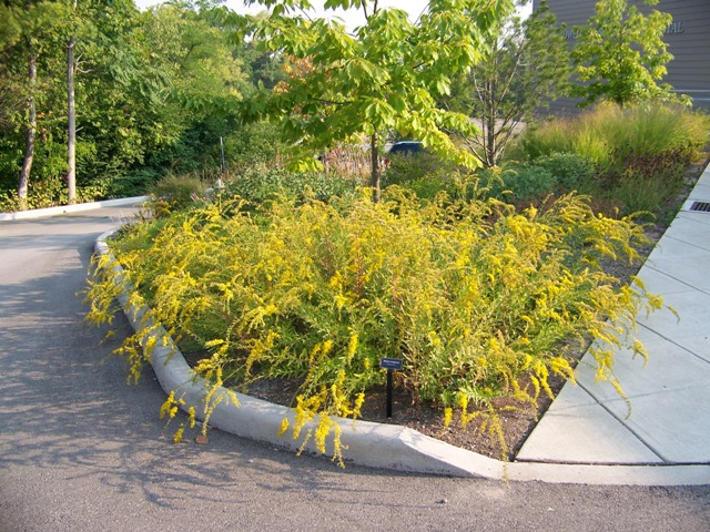 Picture of Solidago%20shortii%20%20Short%27s%20Goldenrod