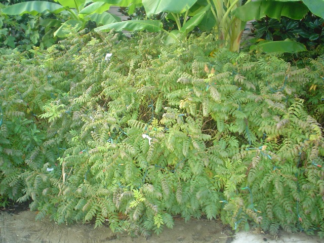 Picture of Sorbaria%20sorbifolia%20'Sem'%20Sem%20Ural%20False%20Spirea