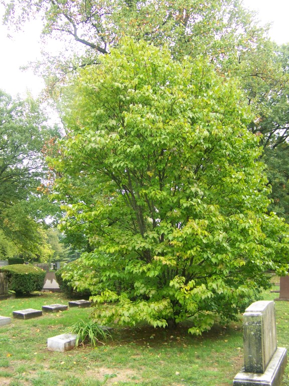 Picture of Syringa reticulata  Japanese Tree Lilac