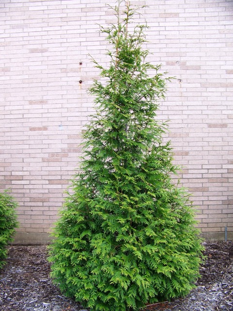 Picture of Thuja  'Green Giant' Green Giant Arborvitae