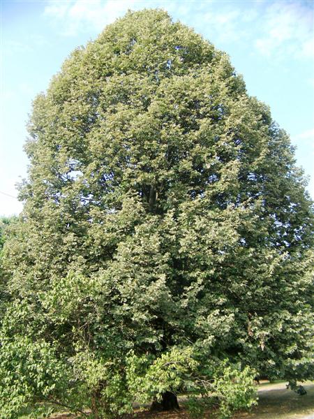 Picture of Tilia%20tomentosa%20%20Silver%20Linden