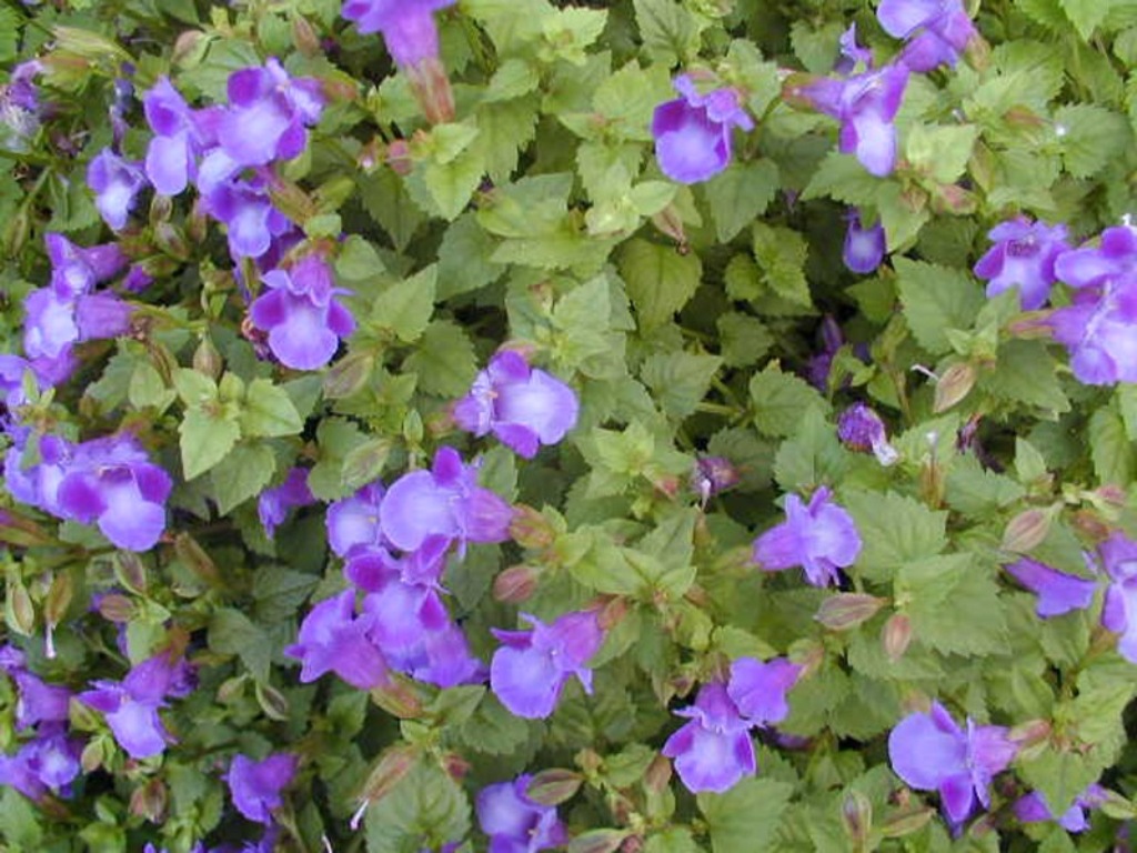 Picture of Torenia hybrid 'Summer Wave Large Blue' Summer Wave Large Blue Wishbone Flower