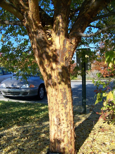 Picture of Ulmus parvifolia 'Alle' Allee Chinese Elm