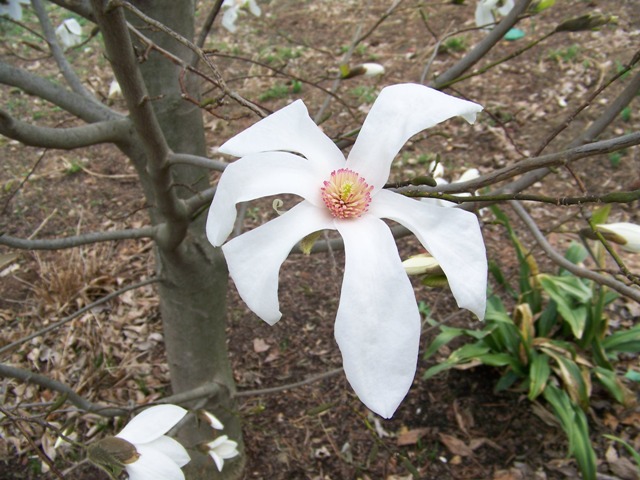 Picture of Magnolia%20x%20'Wadas%20Memory'%20Wadas%20Memory%20Magnolia