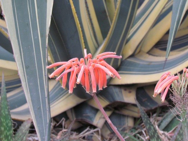 Aloe maculata saponaria YuccaGloriosaFlower.JPG