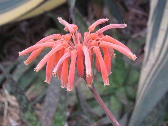 Aloe maculata saponaria YuccaGloriosaFlowerDetail.JPG