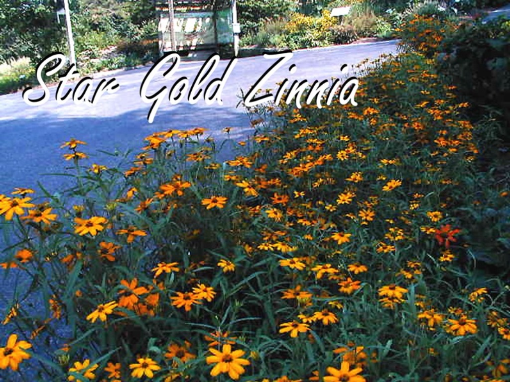 Picture of Zinnia augustifolia 'Star Gold' Star Gold Zinnia