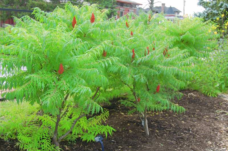 Picture of Rhus%20typhina%20%20Staghorn%20Sumac