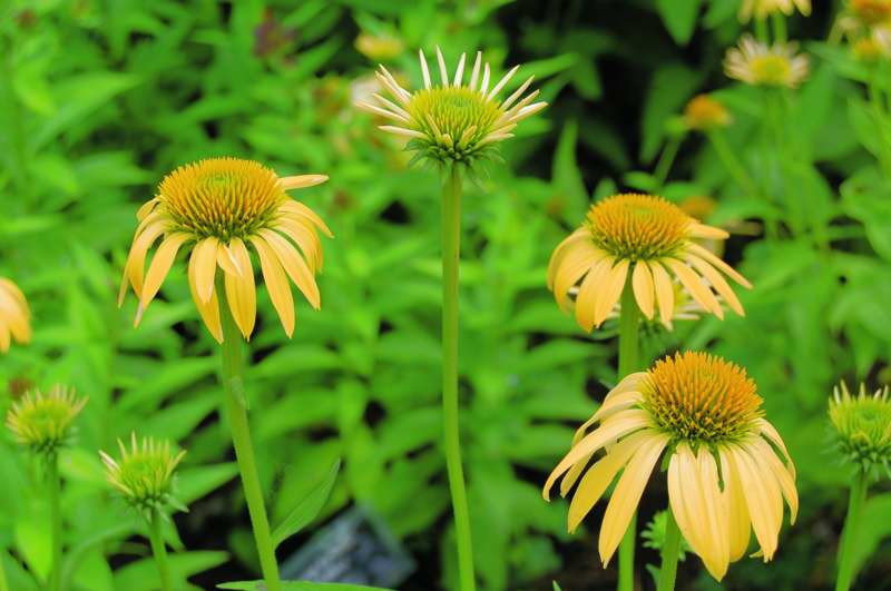 Picture of Echinacea%20%20'Harvest%20Moon'%20Big%20Sky%20%E2%84%A2%20Harvest%20Moon%20Coneflower