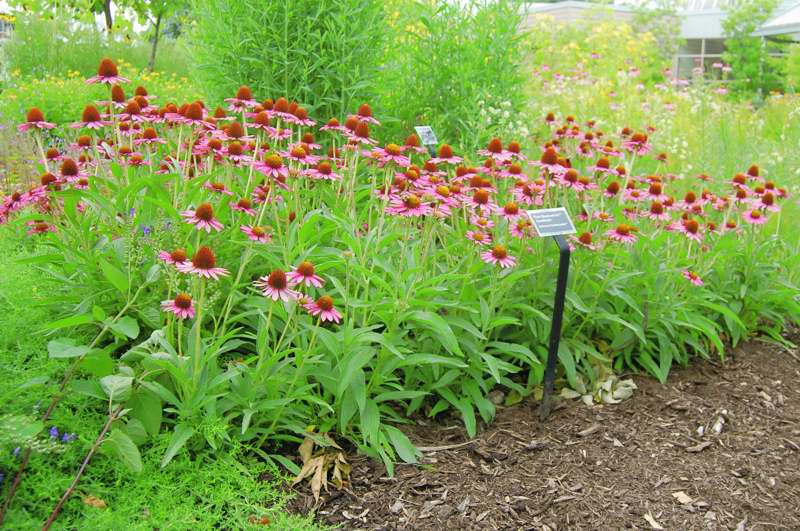 Picture of Echinacea%20%20'Pixie%20Meadowbrite'%E2%84%A2%20Pixie%20Meadowbrite