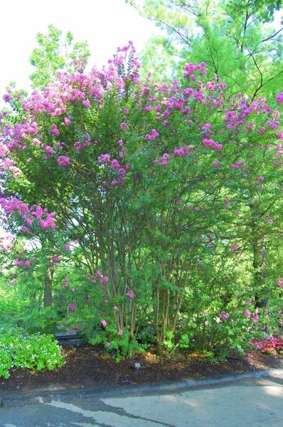 Picture of Lagerstroemia%20indica%20x%20fauriei%20'Hopi'%20Hopi%20Crape%20Myrtle