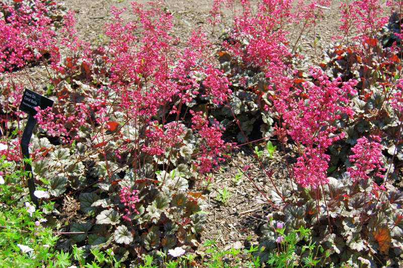 Picture of Heuchera  Rave On Rave On Coral Bells