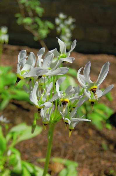 Picture of Dodecatheon%20meadia%20%20Shooting%20Star