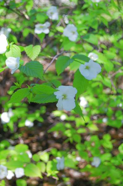 Picture of Rhodotypos%20scandens%20%20Black%20Jetbead