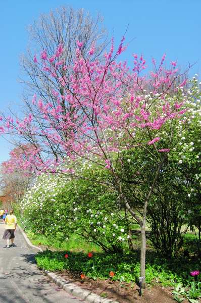 Picture of Cercis%20canadensis%20'Appalachian%20Red%E2%80%99%20Appalachian%20Red%20Redbud