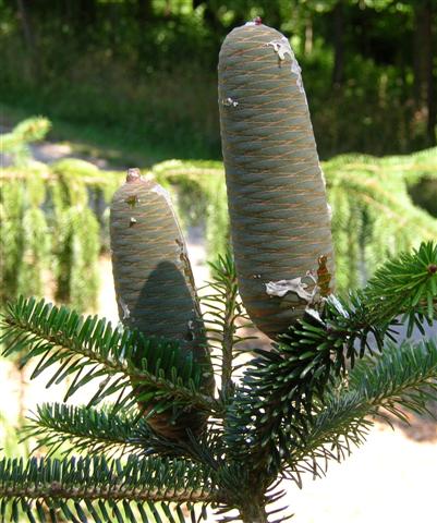 Picture of Abies%20cilicica%20%20Cilician%20Fir