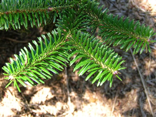 Picture of Abies%20cilicica%20%20Cilician%20Fir