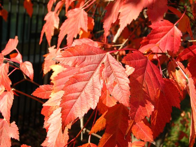 Picture of Acer%20ginnala%20'Flame'%20Flame%20Amur%20Maple