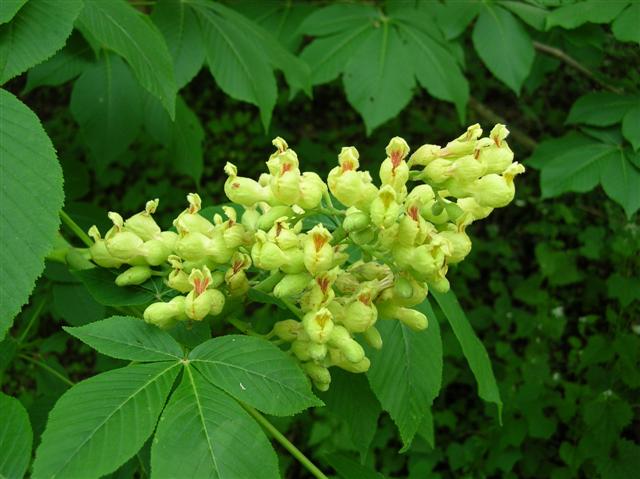 Picture of Aesculus%20flava%20%20Yellow%20Buckeye