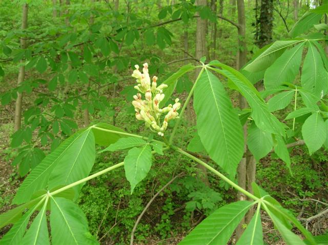 Picture of Aesculus flava  Yellow Buckeye