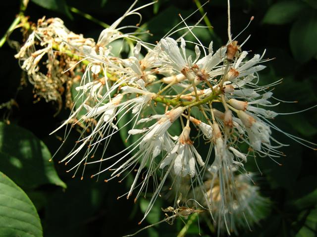 Picture of Aesculus parviflora  Bottlebrush Buckeye