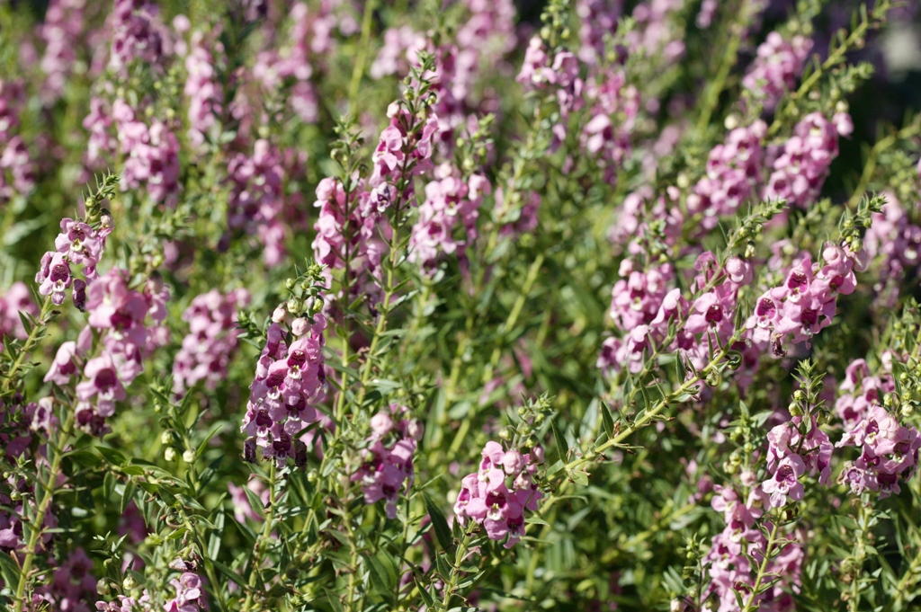 Picture of Angelonia%20augustifolia%20'Applique%E2%84%A2%20Pink'%20Applique%E2%84%A2%20Pink%20Summer%20Snapdragon