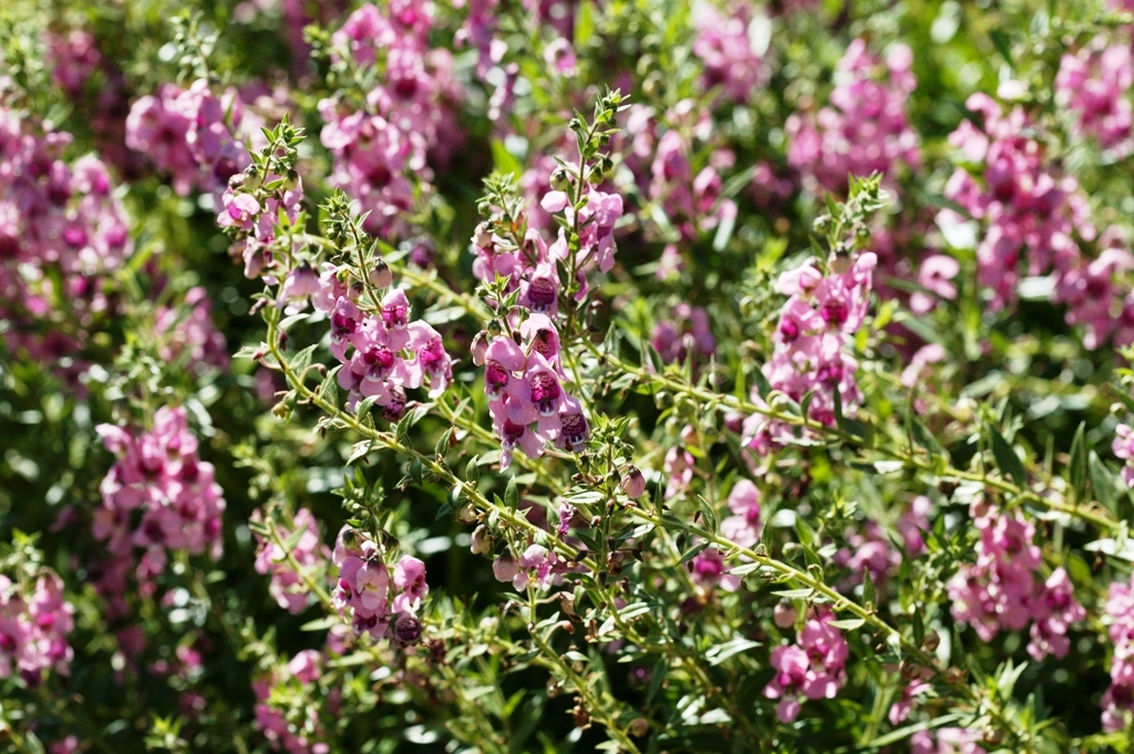 Picture of Angelonia augustifolia 'Applique Pink' Applique Pink Summer Snapdragon