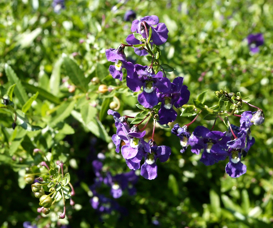Picture of Angelonia%20augustifolia%20'Angelface%C2%AE%20Blue'%20Angelface%C2%AE%20Blue%20Summer%20Snapdragon