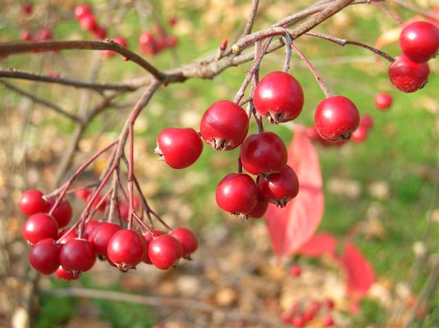 Picture of Aronia arbutifolia  Red Chokeberry