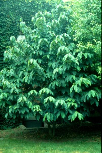 Picture of Asimina%20triloba%20%20Common%20Pawpaw